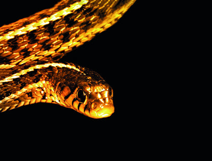 Golden Serpent A Striking Regal Creature Coils Black Background Animal Art Poster - xonomax