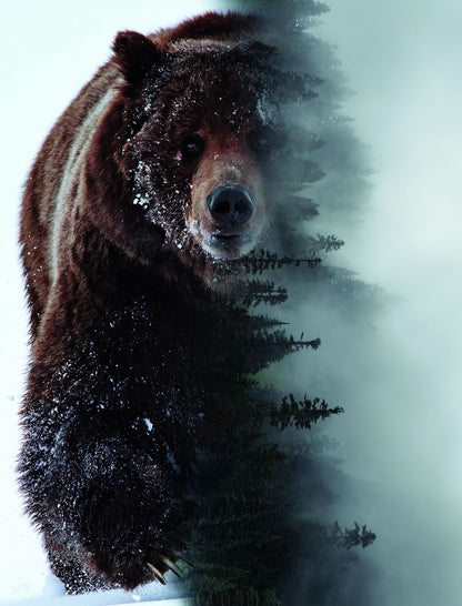 The Spirit of the Forest: A Bear Embodies the Wild Animal Art Poster - xonomax