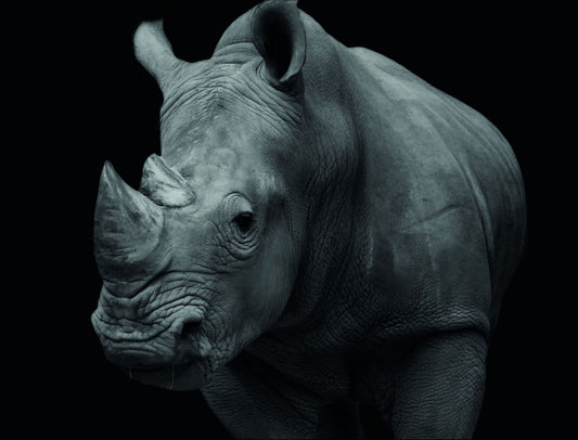 The Rhino: A Striking and Powerful Portrait Animal Art Poster - xonomax