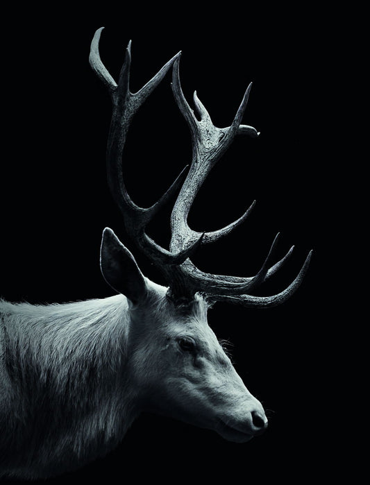 The Deer: A Striking and Elegant Silhouette Animal Art Poster - xonomax