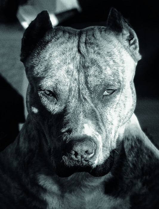 American Staffordshire Terrier Amstaff Black And White Dog Animal Art Poster - xonomax