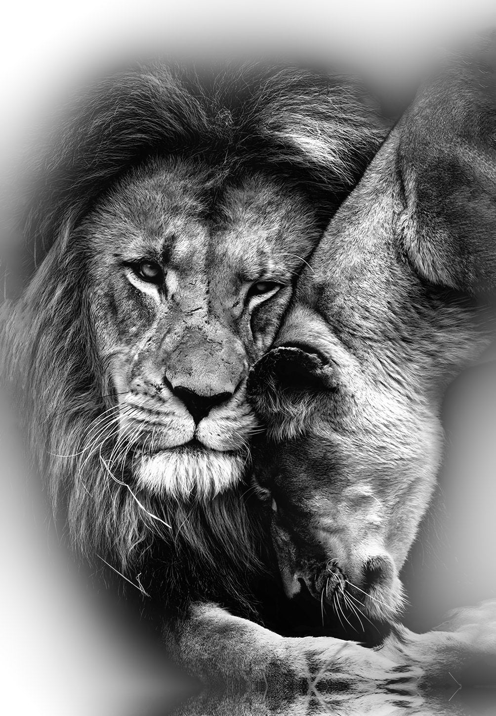 Lion And Lioness Black And White Animal Art Poster - xonomax