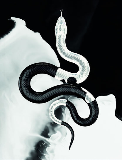 The Dance of Light and Dark: Snake Symbol Circle of Life and Death Animal Art Poster - xonomax
