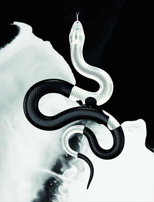 The Dance of Light and Dark: Snake Symbol Circle of Life and Death Animal Art Poster - xonomax