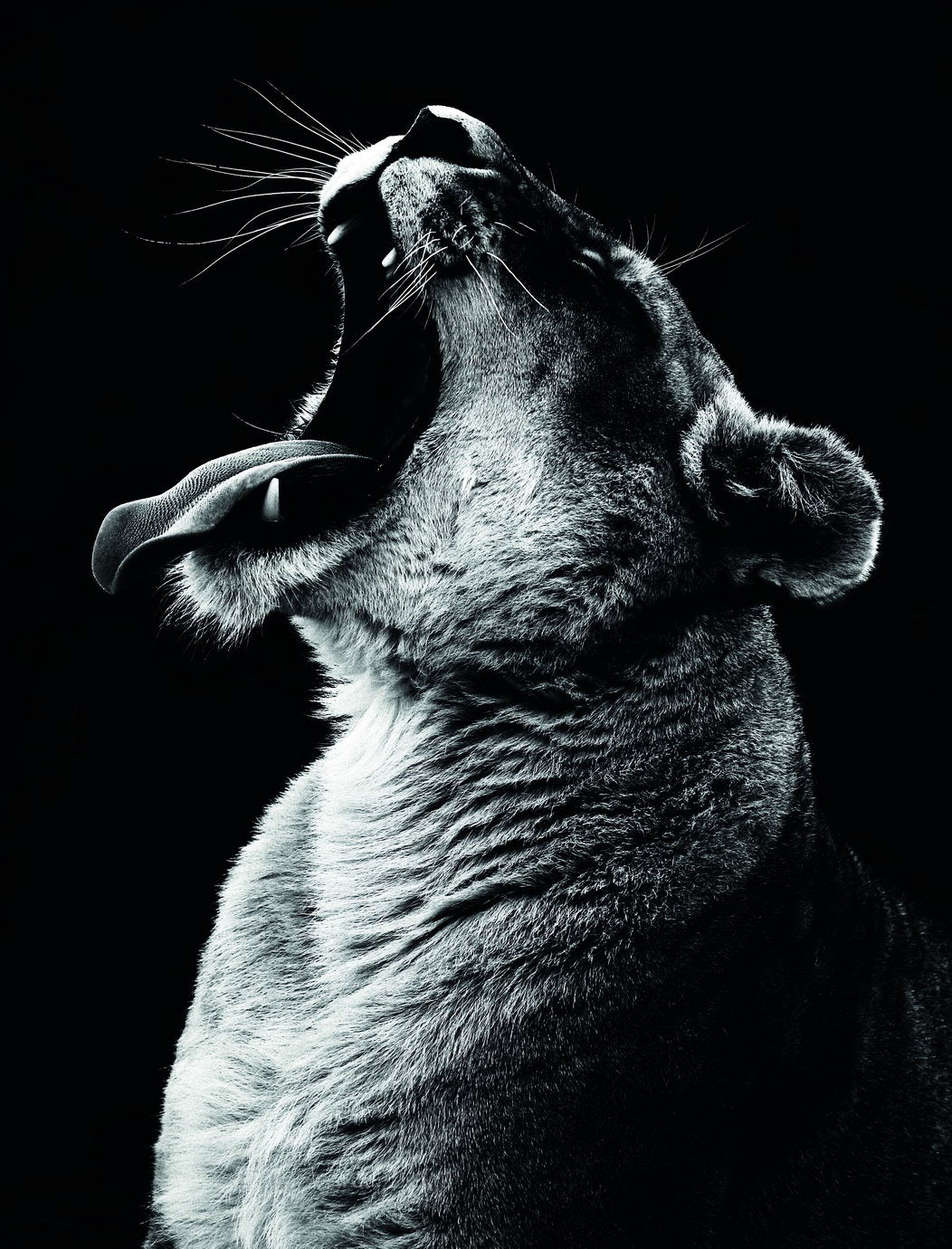 A Striking and Powerful Image of a Lioness Animal Art Poster