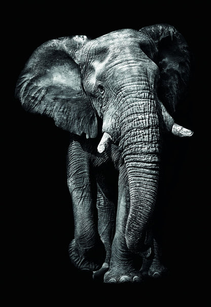 The Majesty of the Elephant: Black and White Animal Art Poster - xonomax