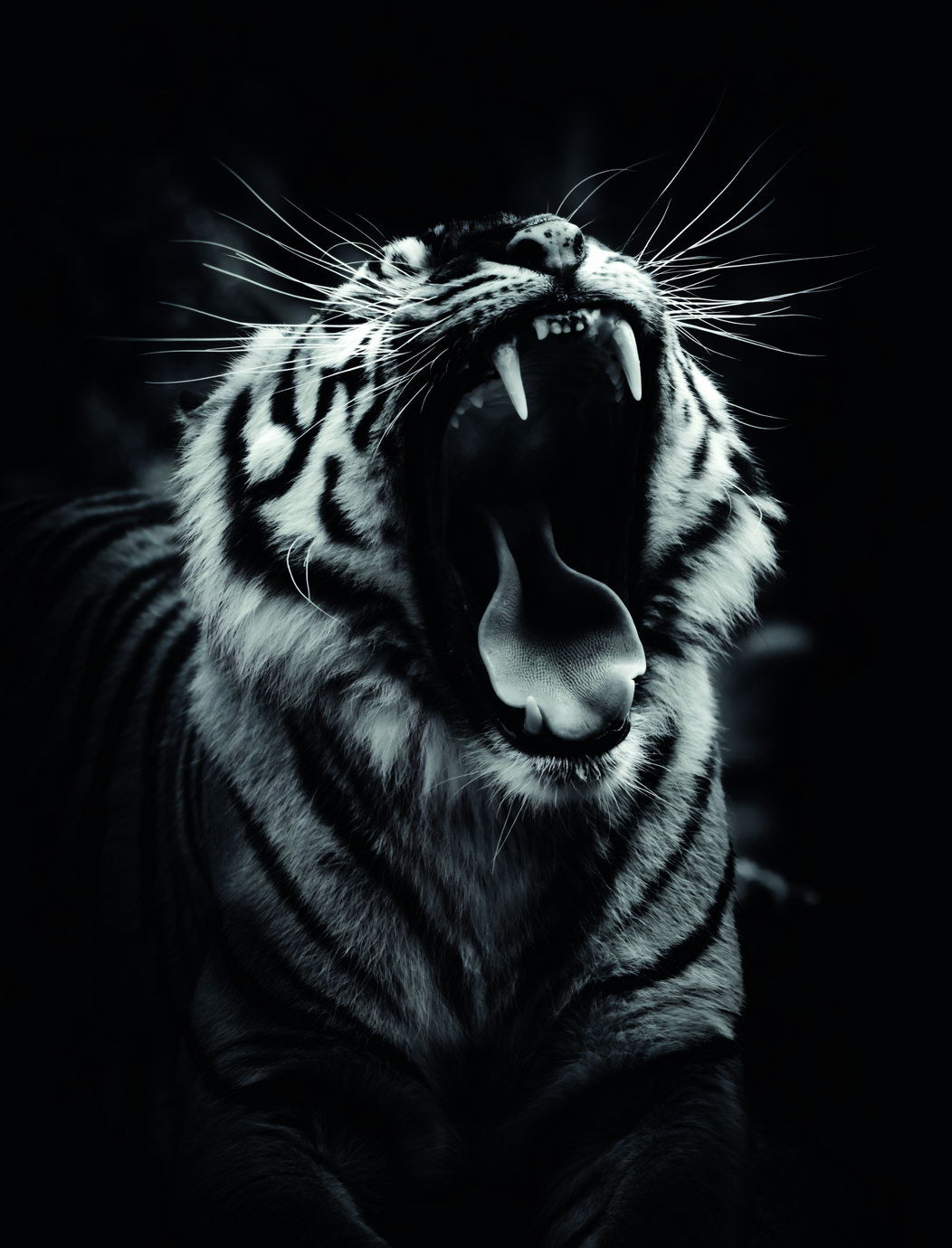 Power in the Darkness Tiger Black and White Animal Art Poster - xonomax