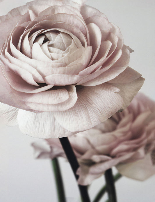 Simple Vintage Pink Rose Flower Poster Dreamy Print Romantic Poster Soft Pastel Botanical Art Shabby Chic Wall Decor Print - xonomax