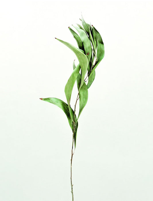 Minimalist Bamboo Leaf Poster Modern Botanical Art Scandinavian Greenery Wall Decor Print - xonomax