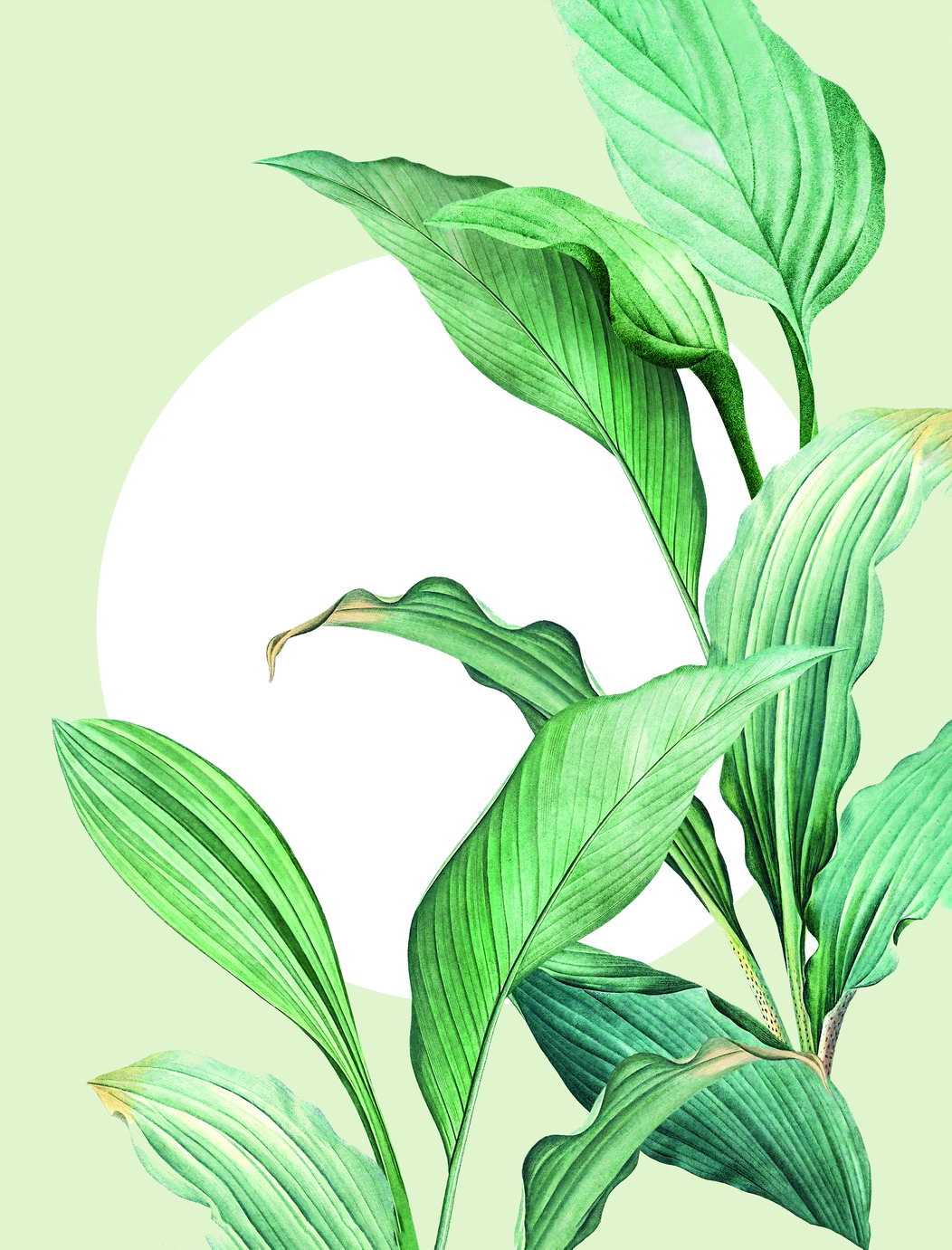 Green Leaf Botanical Poster Minimalist Nature Art Fresh Plant Wall Decor Print - xonomax
