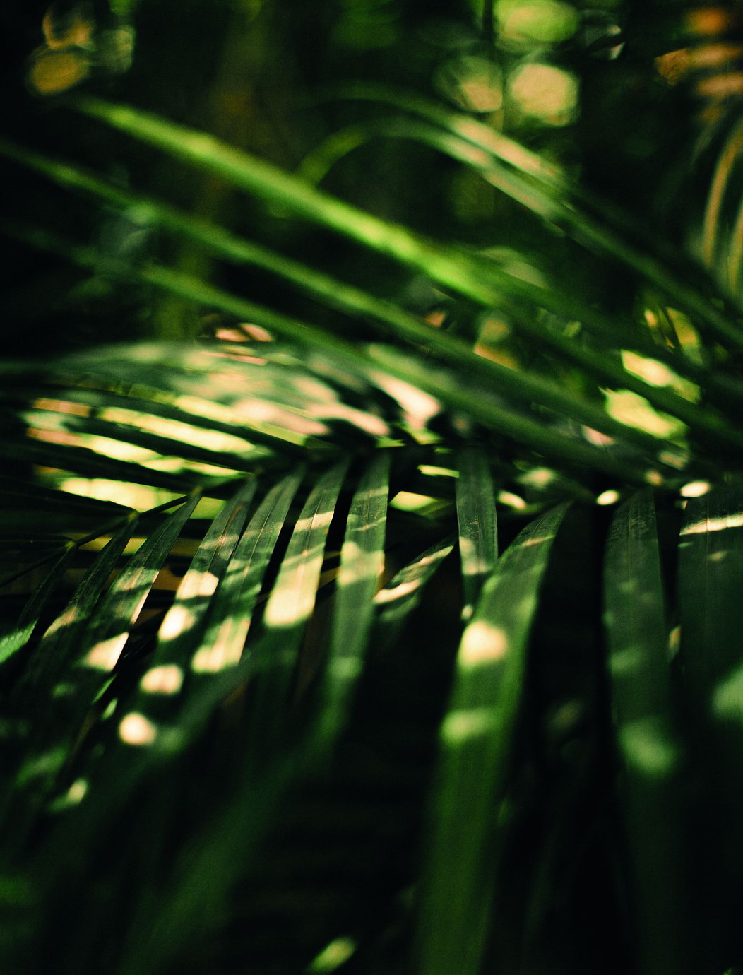 Lush Palm Leaves Poster Tropical Green Botanical Nature Art Modern Wall Decor Print - xonomax
