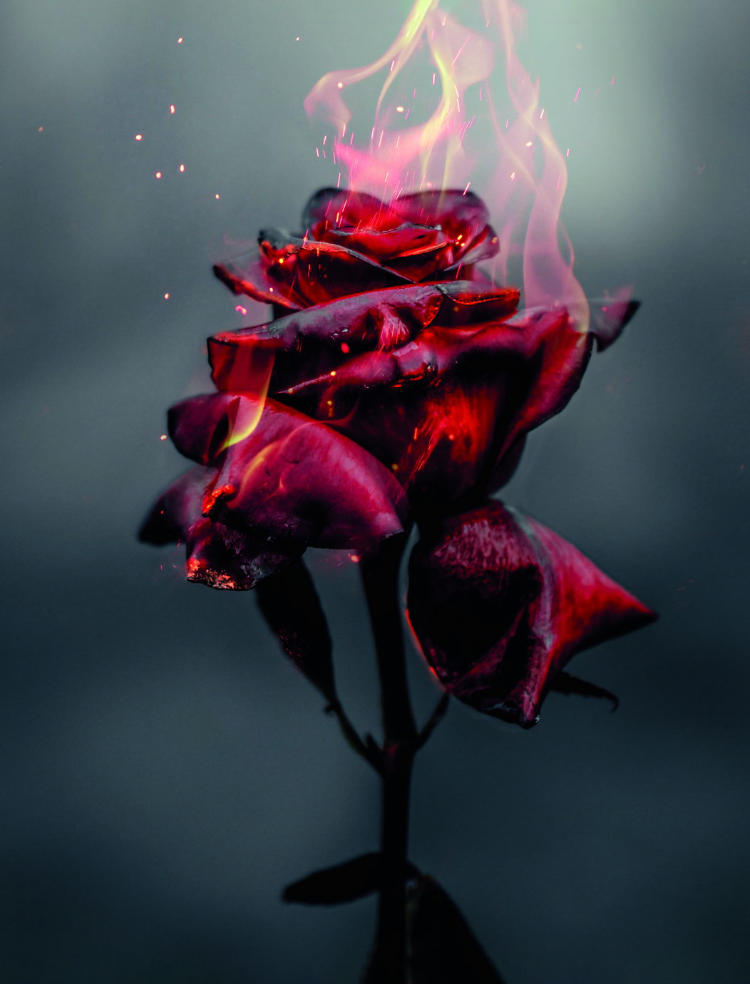 Magical Burning Beautiful Red Rose Poster Dramatic Floral Art Surreal Dark Red Flower Wall Decor Print