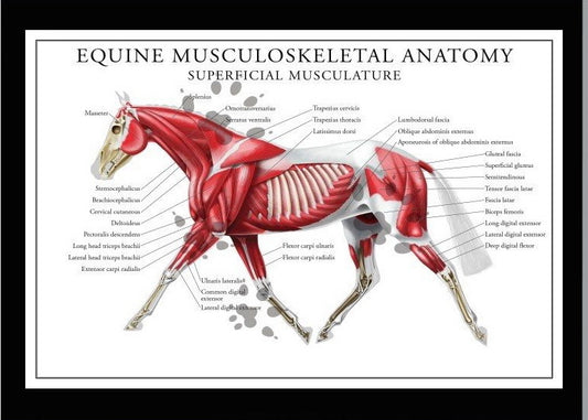Equine Musculoskeletal Anatomy Wall Print Poster