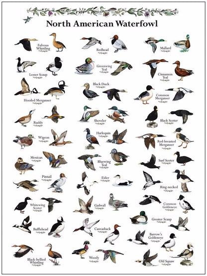 Breeds of Ducks Art Wall Print Poster