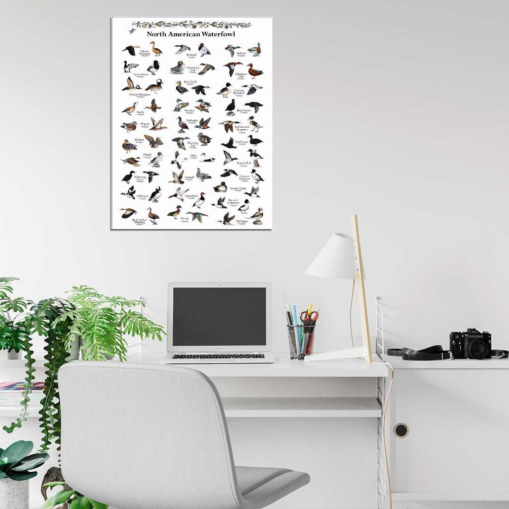 Breeds of Ducks Art Wall Print Poster