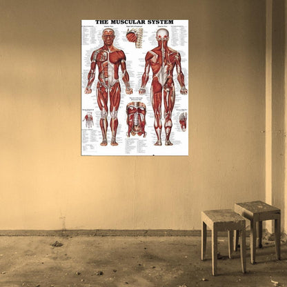 THE MUSCULAR SYSTEM Decor Wall Print POSTER
